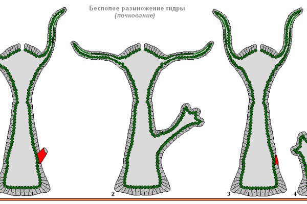 Какая сейчас ссылка на кракен