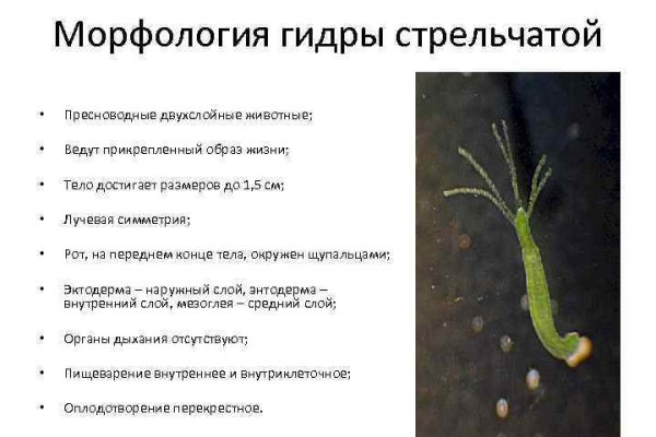 Кракен настоящее зеркало