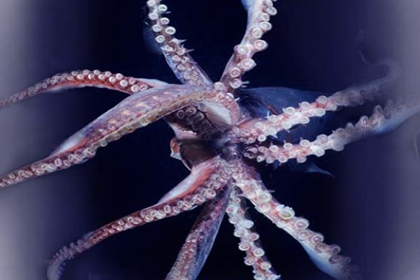 Как зайти на kraken маркетплейс