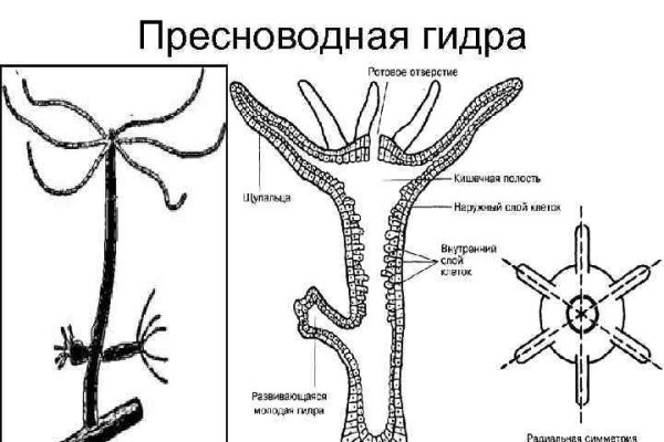 Kraken ссылка на сайт актуальная